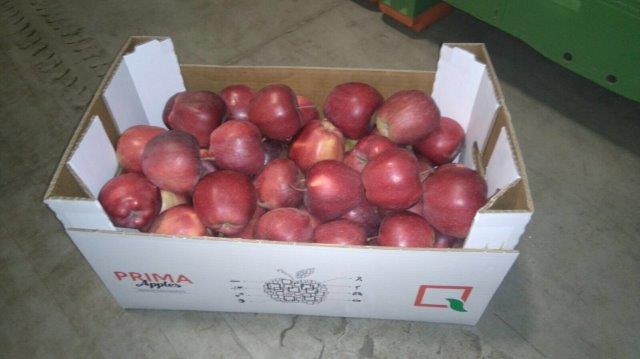 Prima 2000 jabłka gruszki śliwki export owoców warzyw 15