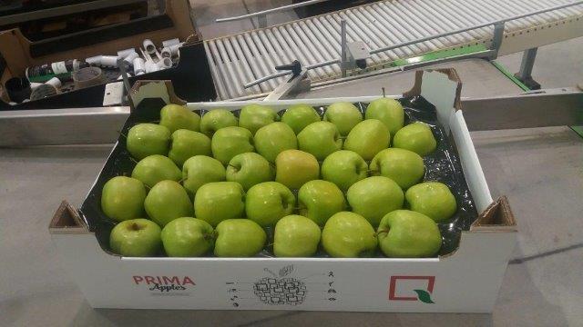 Prima 2000 jabłka gruszki śliwki export owoców warzyw 13