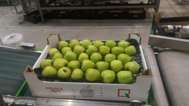 Prima 2000 jabłka gruszki śliwki export owoców warzyw 16