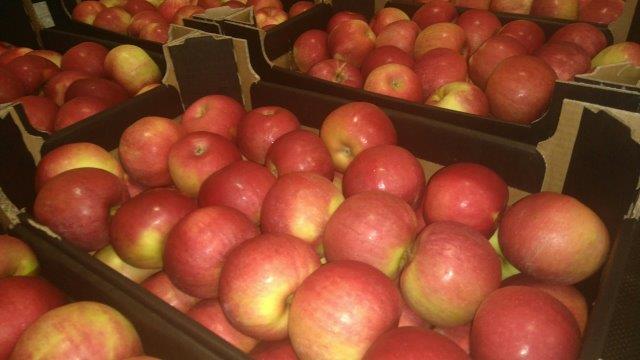 Prima 2000 jabłka gruszki śliwki export owoców warzyw 09