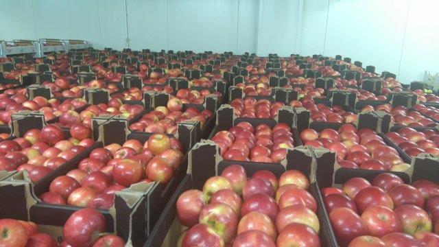 Prima 2000 jabłka gruszki śliwki export owoców warzyw 10