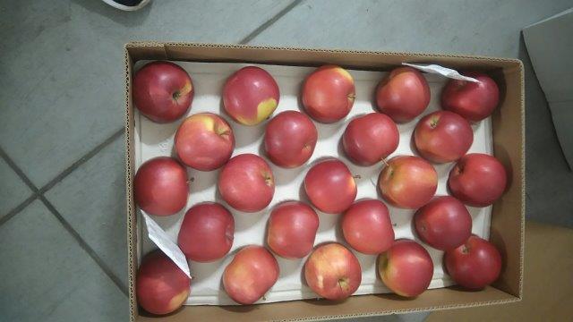Prima 2000 jabłka gruszki śliwki export owoców warzyw 11