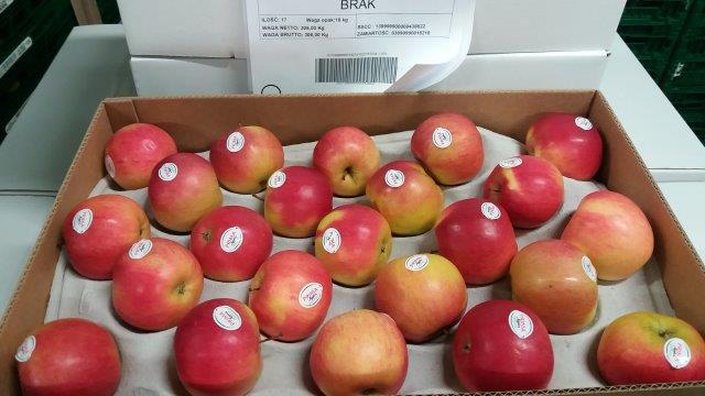 Prima 2000 jabłka gruszki śliwki export owoców warzyw 12