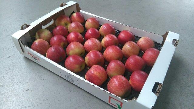 Prima 2000 jabłka gruszki śliwki export owoców warzyw 05