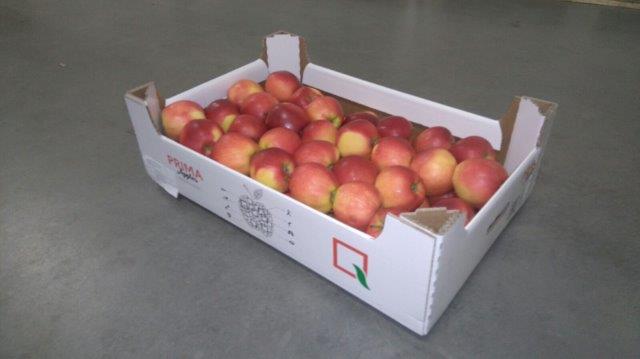Prima 2000 jabłka gruszki śliwki export owoców warzyw 08