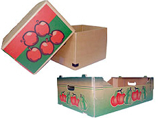 Prima 2000 jabłka gruszki śliwki export owoców warzyw 14