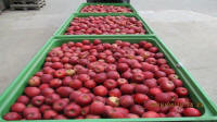 Prima 2000 jabłka gruszki śliwki export owoców warzyw 01