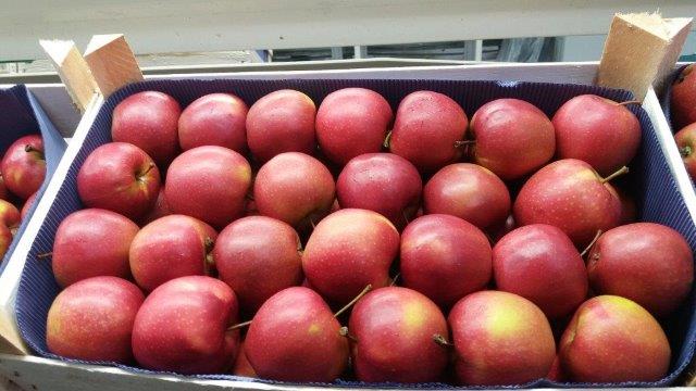 Prima 2000 jabłka gruszki śliwki export owoców warzyw 02