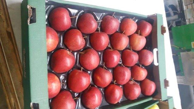 Prima 2000 jabłka gruszki śliwki export owoców warzyw 03