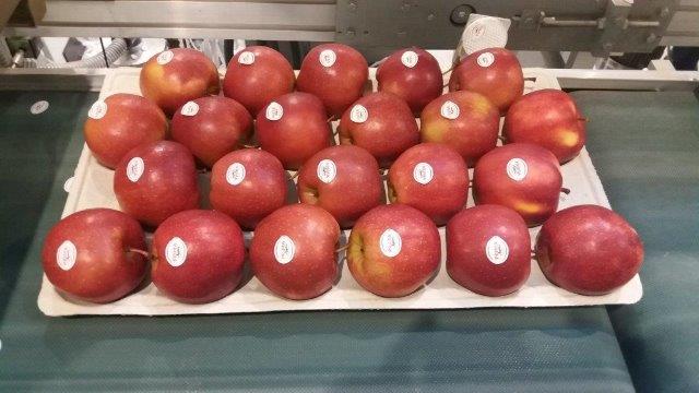Prima 2000 jabłka gruszki śliwki export owoców warzyw 04